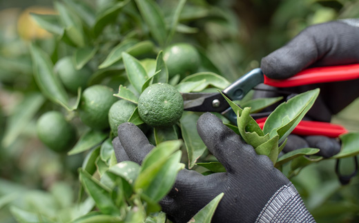 「山神果樹薬草園」すだちのハンドケアセット《30日以内に出荷予定(土日祝除く)》s-1