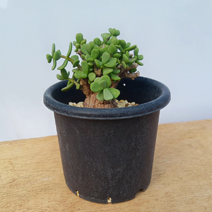 ケラリア・ピグマエア (発根管理済) A006｜観葉植物 コーデックス 盆栽 鉢植え インテリア ハコネコ [0659]