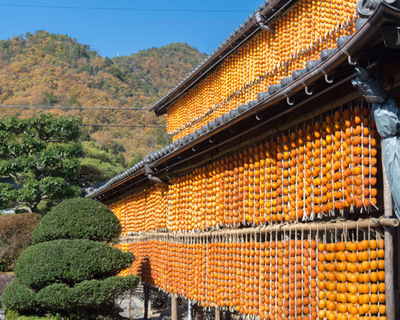 ［LL30］岐阜県の伝統野菜『伊自良大実柿』から作る干し柿『伊自良連柿』LLサイズ計30個