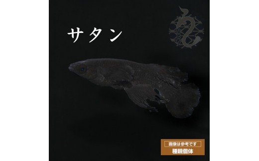 
                  メダカ「サタン」1～3ペア
                