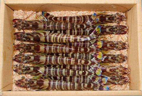 D036 旭水産活き車海老（あいおえび）600g（12～18尾）【養殖】