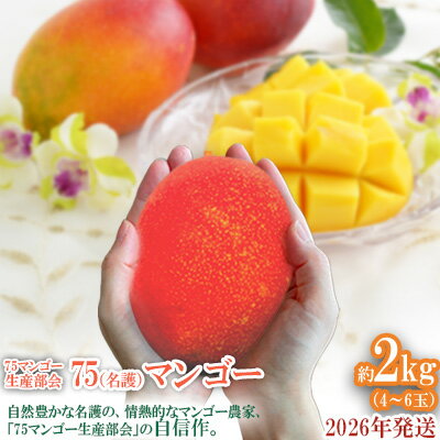【ふるさと納税】2026年発送【75マンゴー生産部会】 75（名護）マンゴー　約2kg フルーツ 果物 期間限定 数量限定 マンゴー おすすめ 人気 冷蔵 夏 スイーツ 南国 プレゼント お土産 おみやげ ギフト くだもの 沖縄 おきなわ 青果 デザート