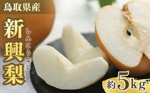 【先行予約】新興梨 5～18玉前後 5kg前後 ※10月～11月下旬頃に順次発送予定 梨 なし 果物 フルーツ くだもの 鳥取県 北栄町 おすすめ 人気 送料無料】