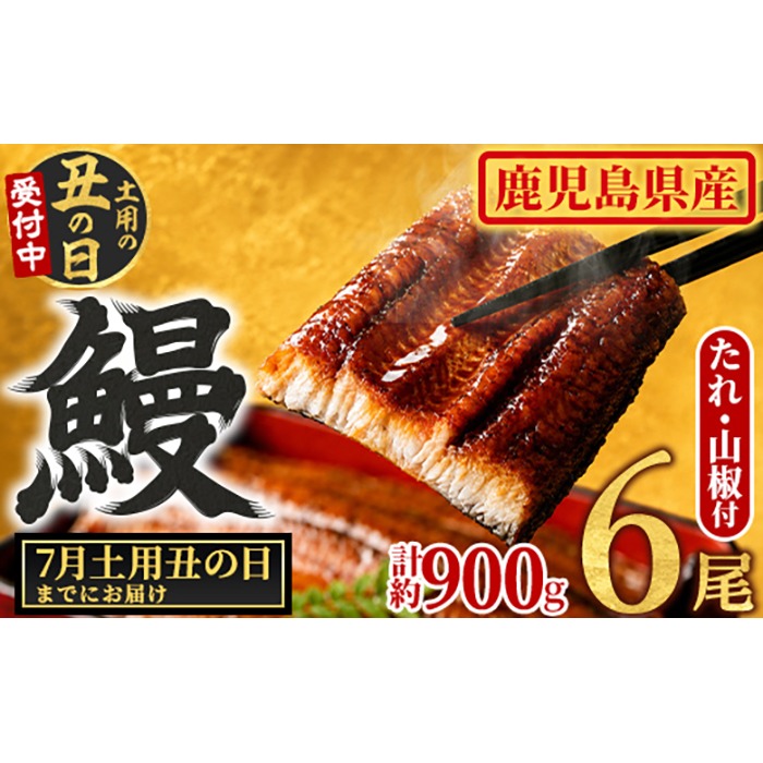 【0304349a-2607】＜土用の丑の日までにお届け＞東串良町のうなぎ蒲焼(無頭)(6尾・計約900g・タレ、山椒付) うなぎ 高級 ウナギ 鰻 国産 蒲焼 蒲焼き たれ 鹿児島 ふるさと 人気 丑の日 【アクアおおすみ】