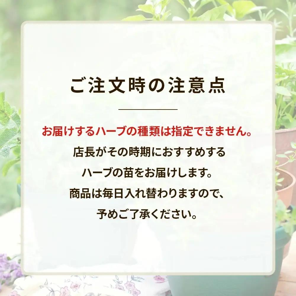季節のハーブ苗お任せ12ポットmixセット【ハーブ ハーブ苗 花苗 花苗セット 花 季節の花 花セット ガーデニング 家庭菜園 園芸 初夏 夏 花壇 庭 鉢 玄関 プランター 寄せ植え おうち時間 趣