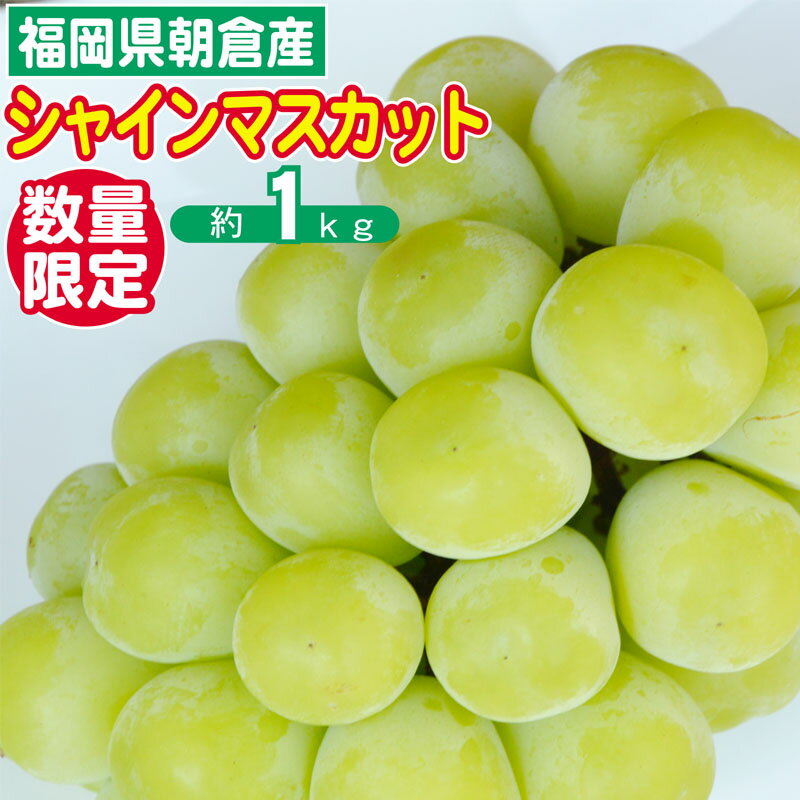 【ふるさと納税】数量限定 シャインマスカット 1～3房 約1kg ゆう美果樹園 シャイン マスカット 葡萄 ※配送不可：離島　お届け：2026年9月上旬～10月下旬まで