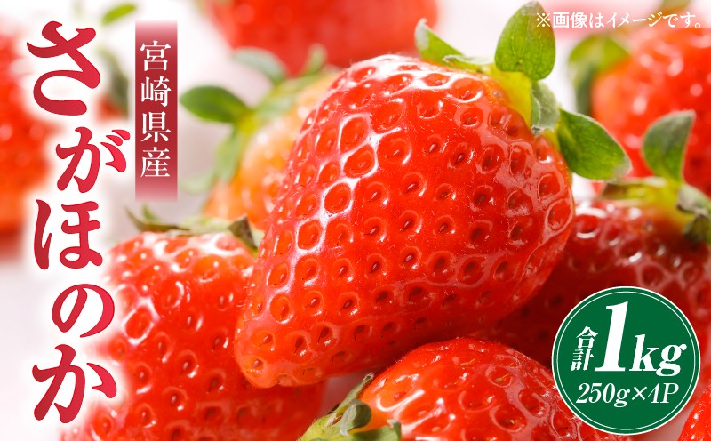 
                  《2026年発送》【数量・期間限定】宮崎県産さがほのか 約1kg_M267-002-02
                