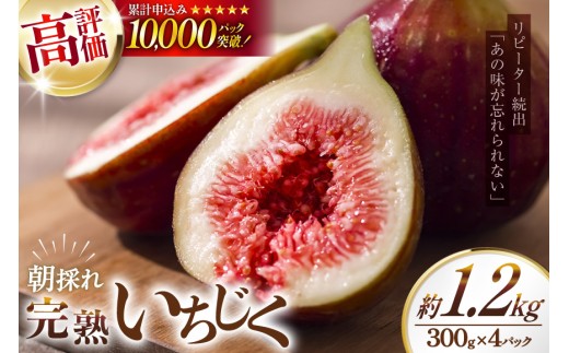 完熟 いちじく 生 イチジク 無花果 約1.2kg (300g×4パック) 期間限定発送 [モアショップヤマモト 石川県 宝達志水町 38600615] 果物 くだもの フルーツ イチジク 無花果 先
