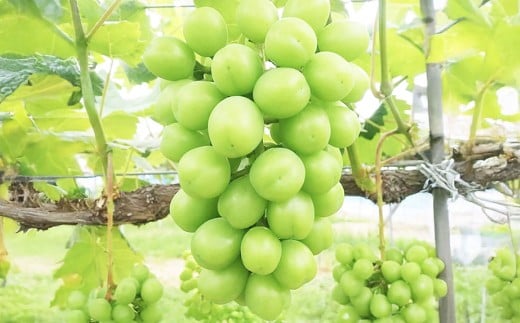 シャインマスカット晴王 5～9房入り（合計約5kg）【2025年9月上旬～11月上旬 発送予定】【シャインマスカット 果物 フルーツ 国産 人気 おすすめ 岡山県 倉敷市】