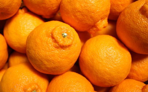 ［お味濃厚］紀州有田産の大玉デコポン約5kg(12玉～18玉入り・青秀以上) ★2027年１月中旬頃より順次発送［TM25w］