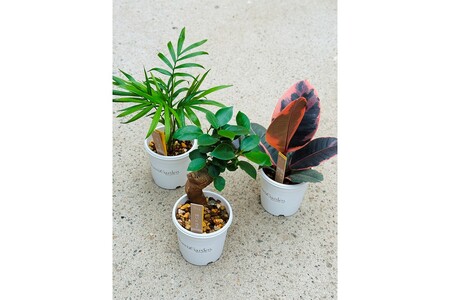 【えっ全部入り!?】京都・京丹後の専門店が厳選！観葉植物5点セット｜癒しと彩りのグリーン便