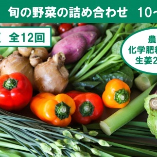 【12回定期便】栽培期間中に農薬不使用の生姜200gと旬の野菜詰め合わせ10～13品目 野菜 野菜セット 詰め合わせ しょうが ショウガ 旬 新鮮 朝どれ 取り寄せ 定期便【株式会社SIMA】 [BQ