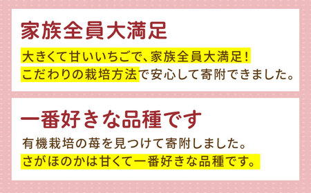 【12〜4月発送】農園直送「いちごさん・さがほのか」500g（約250g×2パック）【花祭果実】フルーツ 果物 くだもの イチゴ 苺 いちご 食べ比べ 食べくらべ 2品種 二品種 お試し 新鮮 農家直