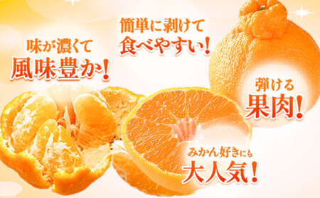 ご家庭用 デコみかん 約2.5kg 6～12玉前後《2026年2月上旬-4月末頃より出荷予定》デコポン（不知火）と同品種 熊本県産 熊本県 長洲町 訳あり