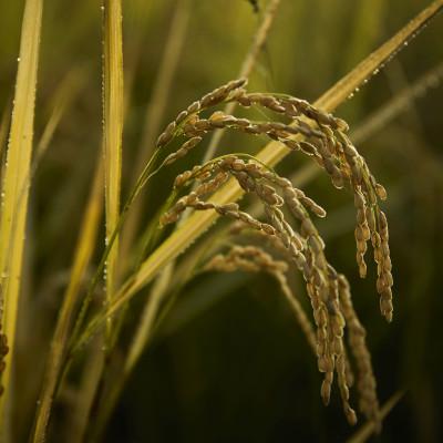 ふるさと納税 滝沢市 武田家のお米 墾　岩手県産 あきたこまち 玄米 5kg |  | 01