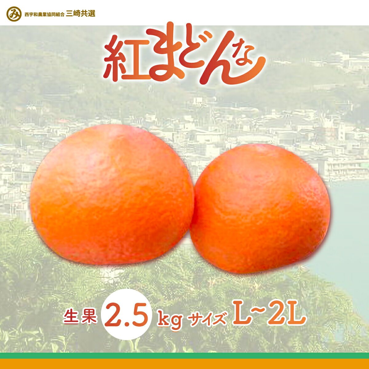 【ふるさと納税】【先行予約】【贈答用】紅まどんな 2.5kg 選べる（Mサイズ or L～2Lサイズ）※離島への配送不可（2026年12月上旬より順次発送予定） 【 柑橘 みかん ミカン 紅まどんな 蜜柑 果物 フルーツ 贈答 愛媛県 伊方町 】 IKTBD002