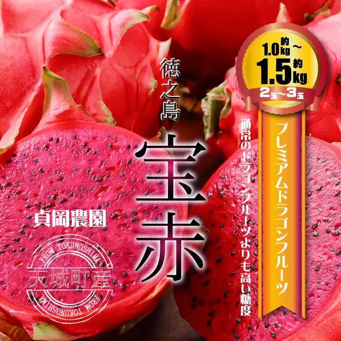 貞岡農園 プレミアム ドラゴンフルーツ 赤玉 1～1.5kg ( 2玉～3玉 ) 天城町産 徳之島宝赤 トロピカルフルーツ フルーツ 果物 果実 ピタヤ