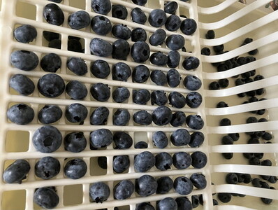 【先行予約30セット限定】大粒完熟ブルーベリー2種セレクト食べ比べセット ※2026年7月～8月中旬頃次発送予定 ※離島への配送不可