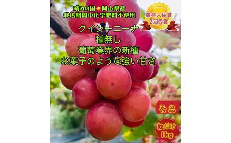 ぶどう 2025年 先行予約 クイーンニーナ 秀品 粒だけ 約1kg 岡山 国産 果物 フルーツ  2025年8月上旬から発送