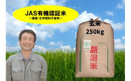 【令和7年産新米】JAS有機認証米 コシヒカリ 玄米 250kg 精米も可 1G16001