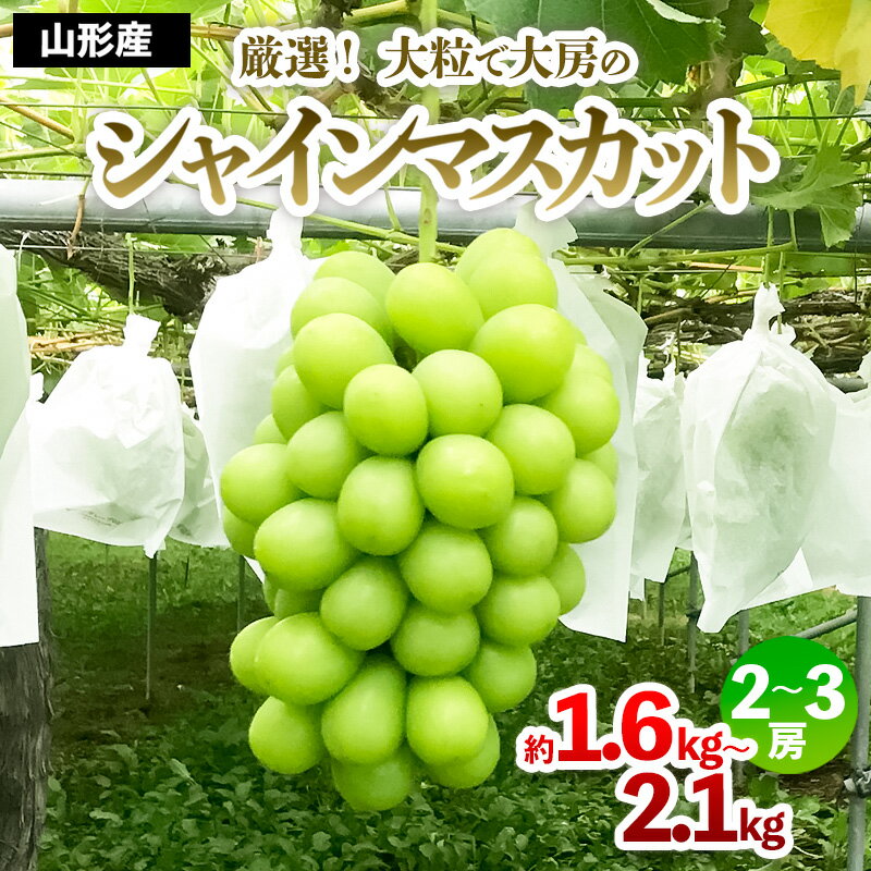 大粒シャインマスカット 秀品 2房～3房入り(約1.6kg～2.1kg) fs20-045 fs