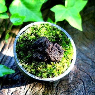 ふるさと納税 安城市 三州モスポット(sanshu moss pot) |  | 01