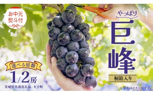 
                  【 選べる 房数 】【 お中元 桐箱入り】 巨峰 １房 ２房 【2026年8月上旬発送開始】(茨城県共通返礼品：大子町) ぶどう 葡萄 ブドウ フルーツ 果物 スイーツ ギフト 贈答用 贈り物 プレゼント
                
