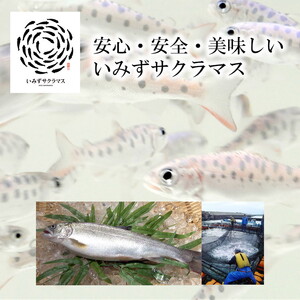 希少な高級魚 いみずサクラマス 2枚入(約750g～約850g)｜鮭 切身 マス サーモン 富山県 射水市 魚介類 魚貝類 冷凍 切り身 真空パック サーモン 鮭