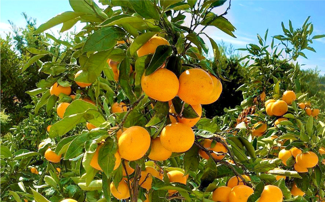 長崎県産 早生温州みかん 3S～Sサイズ 5kg 小みかん ／ 果物 フルーツ 柑橘 蜜柑 ミカン 温州みかん 早生 小 Sサイズ 国産 大将農園 長崎県 長崎市 【2025年11月下旬～12月下旬迄