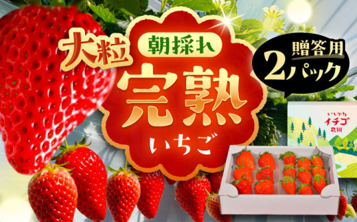 【先行予約 / 2027年1月から順次発送】いちご 石川農園 完熟大粒 いちご 2パック入(贈答用)/ いちご イチゴ 苺 完熟 完熟苺 完熟いちご あまえくぼ 紅ほっぺ 章姫 1万円以下 ストロベリー itigo ichigo strawberry 国産 果物 いちご イチゴ 苺 おまかせ 産地直送 贈答 季節限定 ギフト 岐阜県 / 恵那市 /クリエイティブファーマーズ [AUAH021]