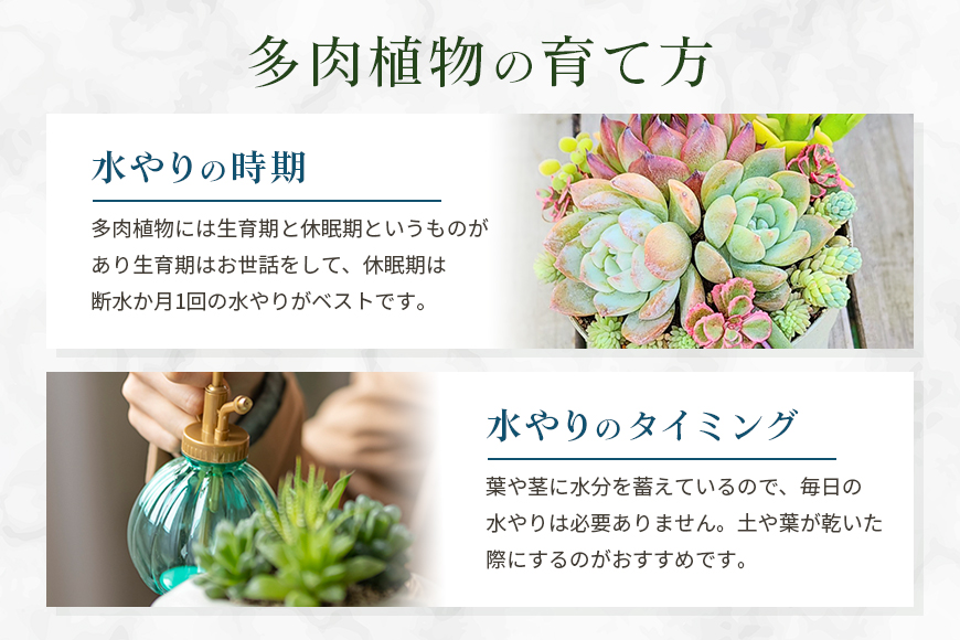 多肉植物 抜き苗 アソート 40セット 詰め合わせ 多肉植物 観葉植物 インテリア 寄せ植え 誕生日プレゼント オシャレ 多肉 観葉 おまかせ セット 植物 苗 種類 色々 ランダム 農園直送 栽培 