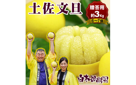 土佐文旦 特選品贈答用（L～2Lサイズ）約3kg（6～7個入り） 高知県土佐市 【株式会社SHIRAKI】 [BQAI005]