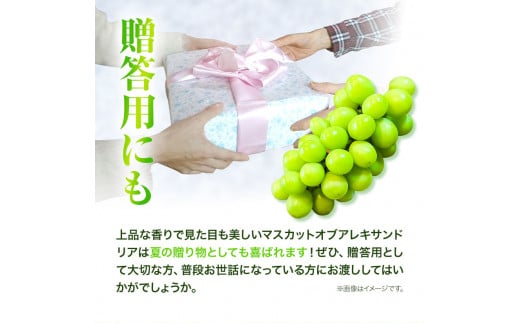 先行予約  岡山県産 マスカット （ マスカット オブ アレキサンドリア 1房750g以上） 果物 フルーツ ぶどう 令和8年産先行受付《2026年7月中旬-8月下旬頃出荷》【配送不可地域あり】H-2