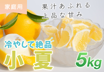 小夏 5kg 家庭用 日向夏 ニューサマーオレンジ くだもの 果物 産直 旬の果物 高知県 大月町
