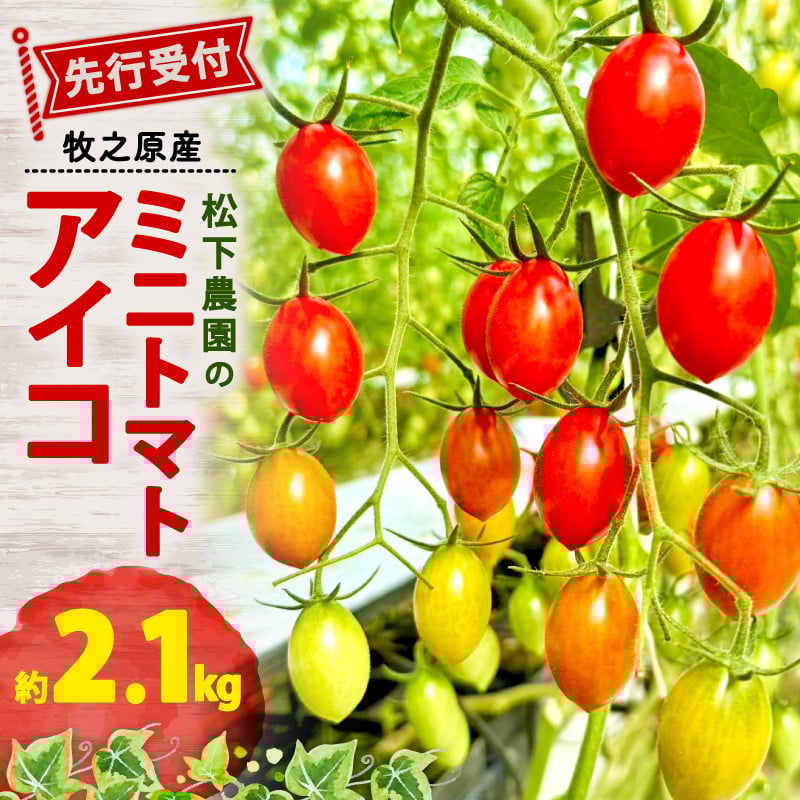 
                  【先行予約】 松下農園 の ミニトマトアイコ 2.1kg 2026年 1月中旬 から 発送予定 ミニトマト アイコ とまと トマト みにとまとあいこ 甘み 夏 新鮮 野菜 完熟 サラダ パスタ トマトソース トマトスープ トマトジュース おやつ  贈答 プレゼント お歳暮 国産 安心 農家直送 産地直送 静岡トマト 静岡とまと 静岡ミニトマト 静岡みにとまと 松下農園 牧之原市 静岡県
                