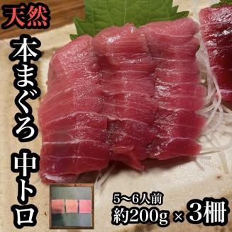 貴重な天然本鮪 中トロ 約200g 3柵　5～6人前●くどくない上質な脂が美味しい！【とろ マグロ 惣菜 海鮮 お取り寄せ 御中元 お中元 お歳暮 父の日 母の日 贈り物】【神奈川県小田原市早川】