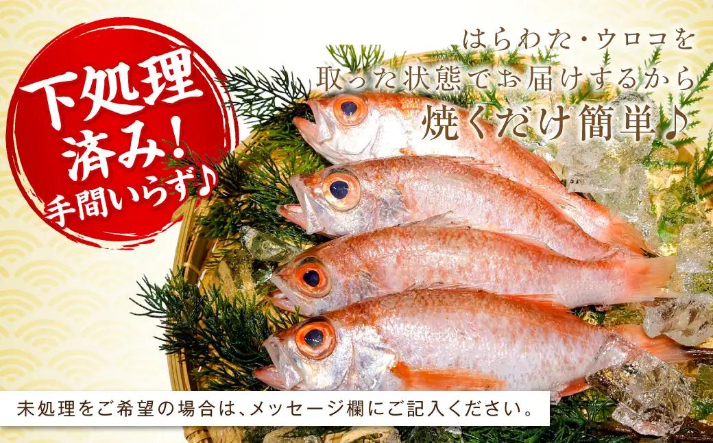 幻の高級魚「のどぐろ（鮮魚）」3～4匹（計800g程度） 魚 鮮魚 海鮮 のどぐろ 冷蔵 高級魚 下処理済 煮付け 塩焼き 【006_2046】