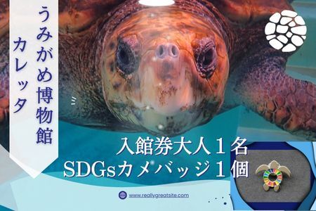 日和佐うみがめ博物館カレッタ　【入館券大人１名とSDGｓカメバッチ１つ】