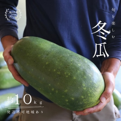 瀬戸内牛窓産 冬瓜(とうがん)約10kg[No.5735-0589]