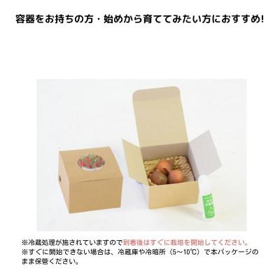 ふるさと納税 砺波市 【2月発送】冬咲きチューリップ水耕栽培キット(チューリップ水耕栽培キット) |  | 01