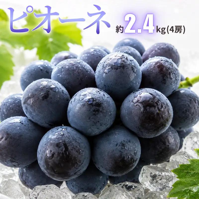 ピオーネ 約2.4kg 4房 岡山県新見市 【 先行予約 2026年9月中旬～10月上旬発送】