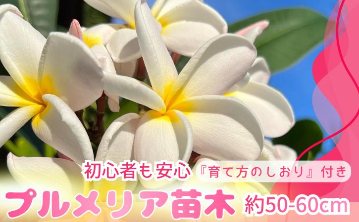 【季節限定】種子島 プルメリア 苗木 1鉢　NFN672 【300pt】 //  ハワイアンフラワー 南国 植物 苗木 花 観葉植物 芳香