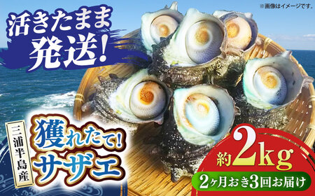 【全3回 隔月 定期便】サザエ 2kg 13~20個 三浦半島 さざえ サザエ さざえ サザエ 【長井水産株式会社】 [AKAJ014]