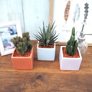 京都 多肉植物 サキュレンツ 3個 セット 植物 インテリア 観葉植物