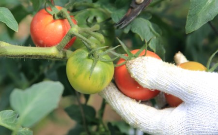 まっことうまい！水田さんのフルーツトマト【約２kg×2箱 / 化粧箱入】
