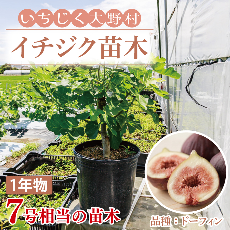 イチジク苗木　1年物【なえぎ 観葉 植物 いちじく 自宅 ポット ドーフィン 茨城県 鹿嶋市】（KAE-7）