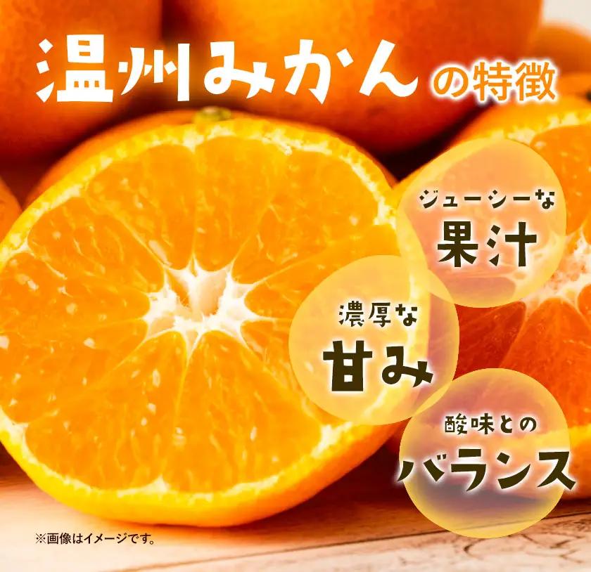 温州みかん 厳選 5kg Sサイズ 小玉みかん GOGO農園 みかん