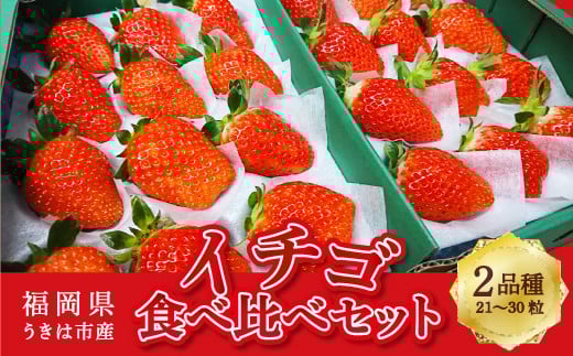 梶原フルーツのイチゴ食べ比べセット 【2026年2月 出荷予定】 いちご 苺 イチゴ 旬 フルーツ 果物 くだもの 果実 食べ比べ セット 冷蔵 福岡県 うきは市