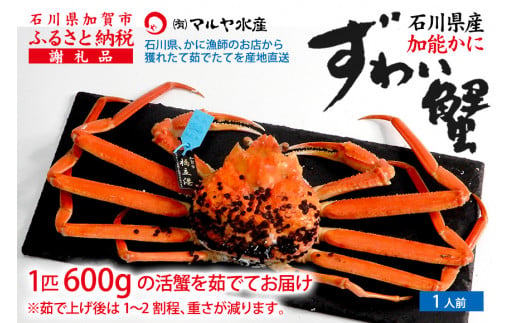 【12月16日～12月26日発送】【先行予約】【冷蔵発送】石川県産 加能かに ズワイガニ ( 産地証明タグ付 ) 茹で上げ前重量 約600g 1匹 中サイズ F6P-2748