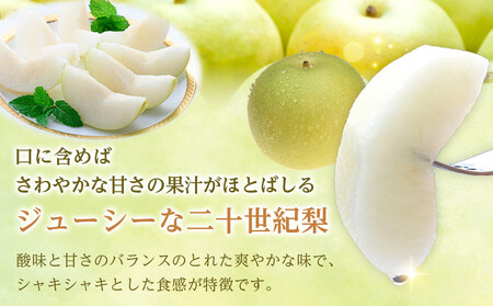 先行予約 二十世紀梨 4kg 2026年9月発送 梨